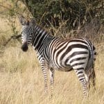 Le ronjo camp : hébergement connu au Serengeti