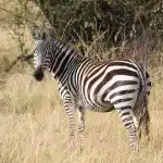 Le ronjo camp : hébergement connu au Serengeti